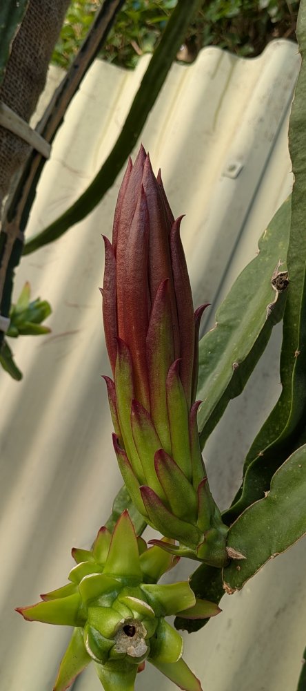 Bigger buds
